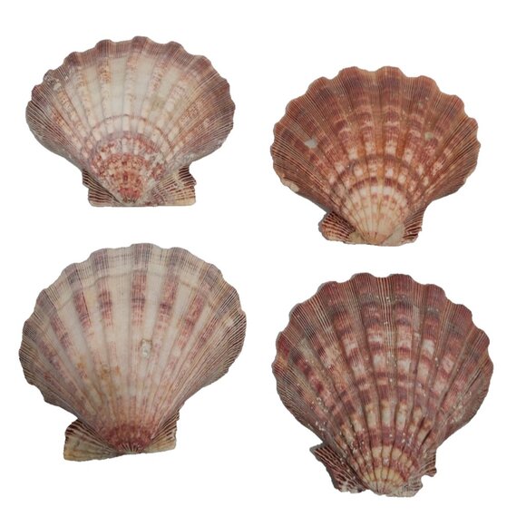 4 Pcs Large Great Scallop Sea Shells 5-5.5" Lion's Paw For Craft Fish Tank Decor - Picture 2 of 16